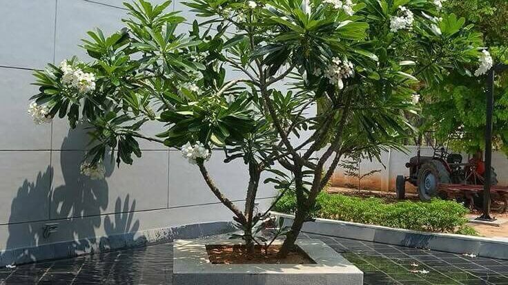 Pohon