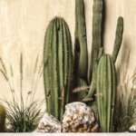 7 Elemen Esensial dalam Desain Dry Garden Premium Pengisi Area Fasad Depan Rumah Thumbnail