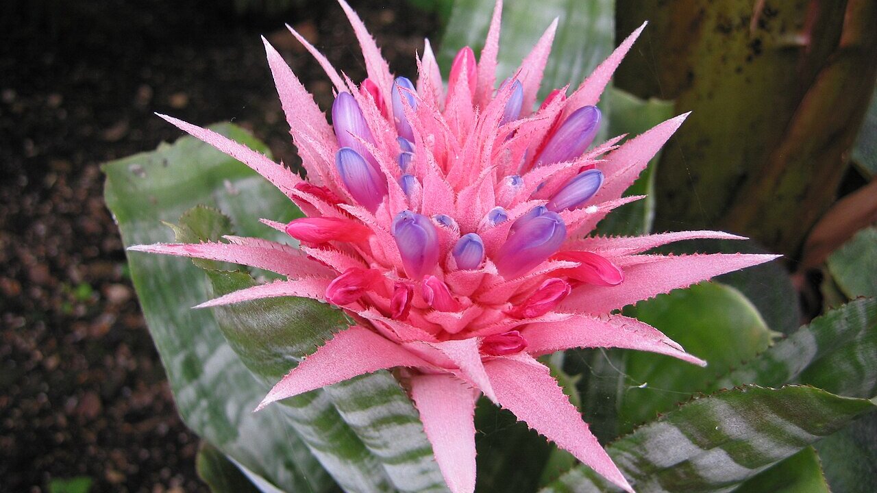 Bromelia Aechmea fasciata 2