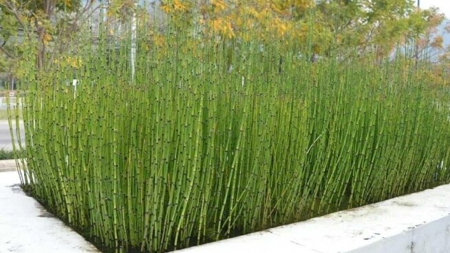 Bambu Air 