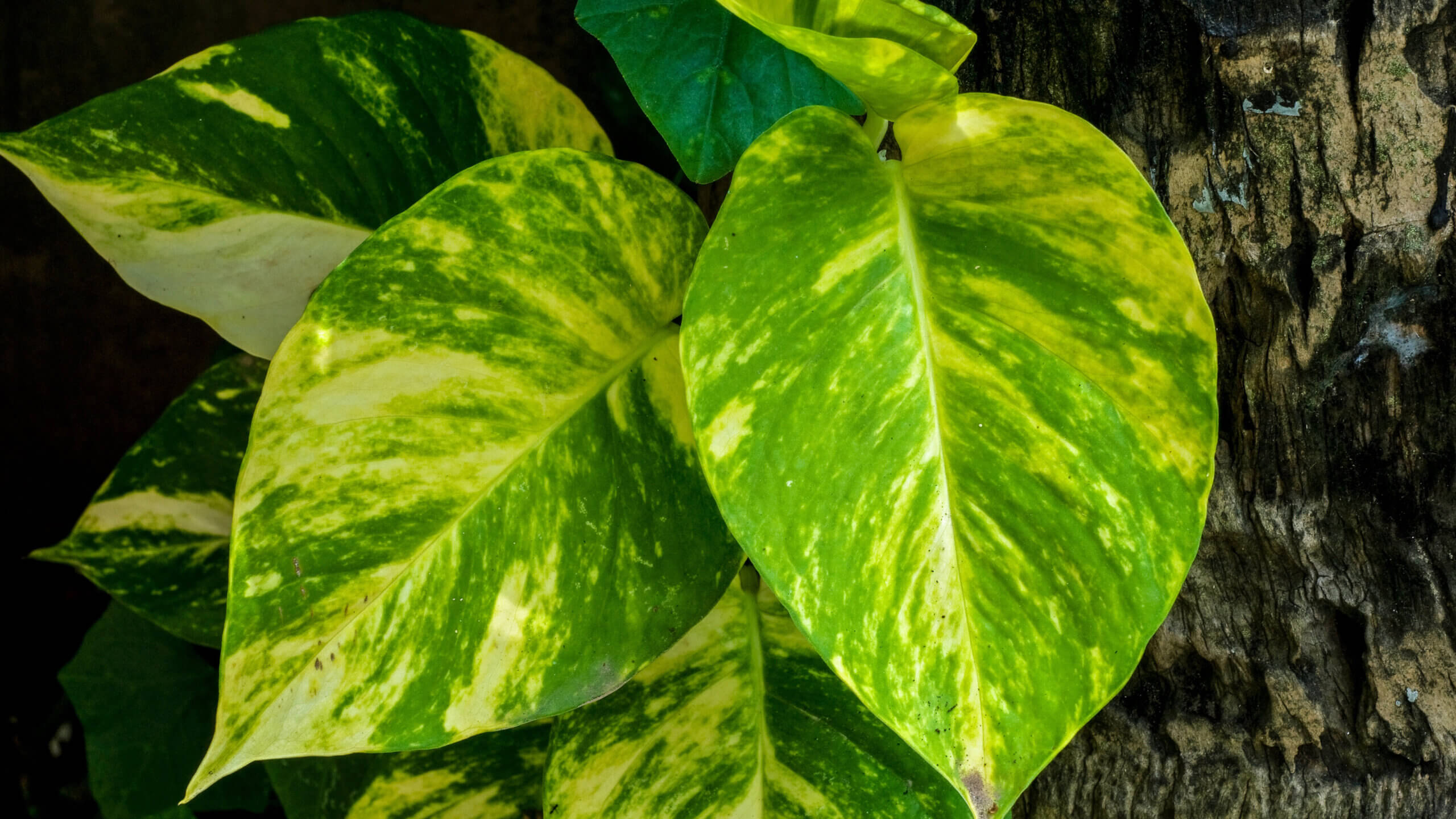 Vertical Garden 3