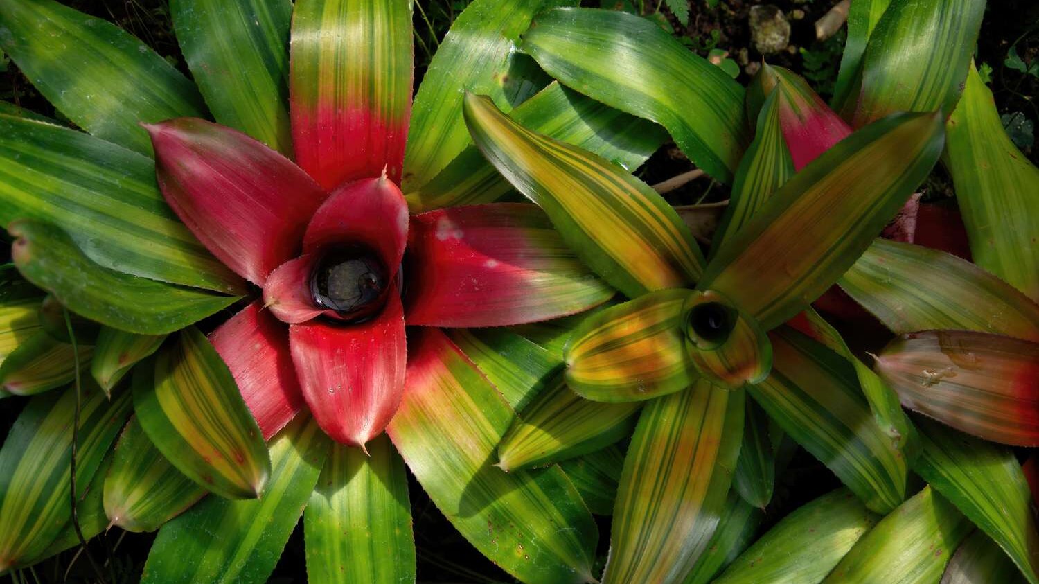. Bromelia Neoregelia