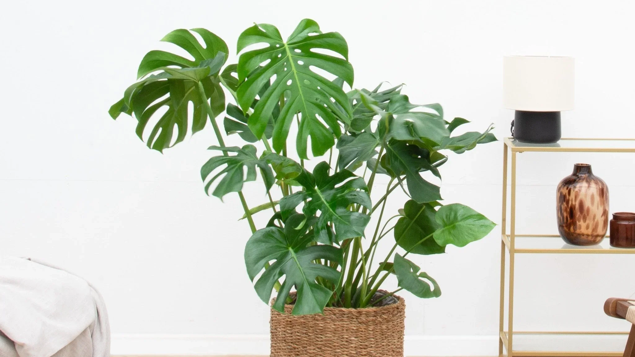 Tanaman Hias Daun