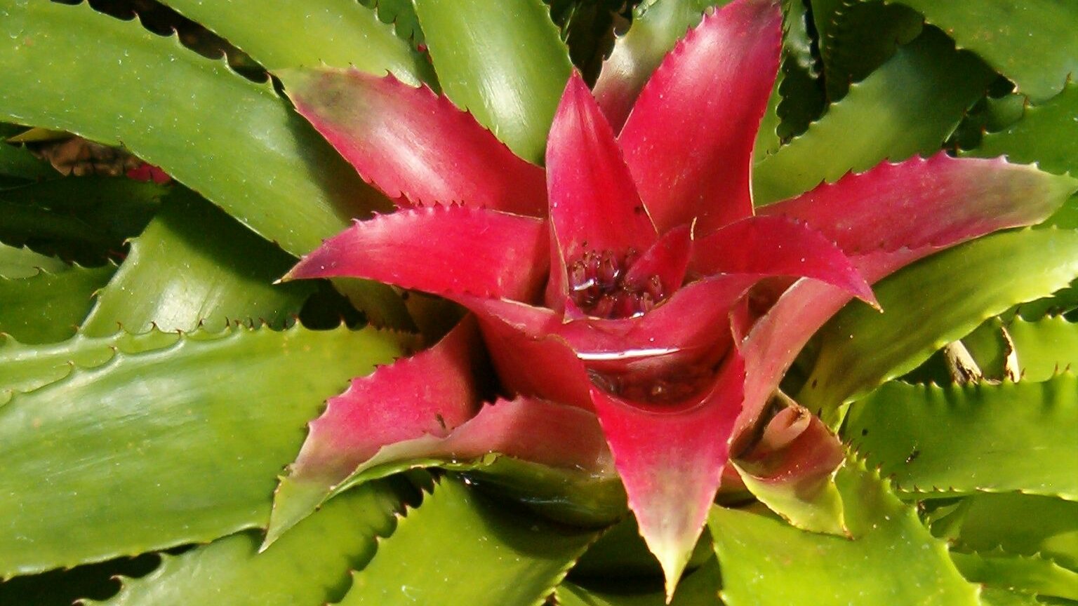 Bromelia Nidularium 3