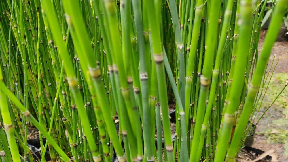 Bambu Air (Equisetum Hyemale): Rekomendasi Tanaman Pembatas Kolam Bergaya Zen Garden Banner