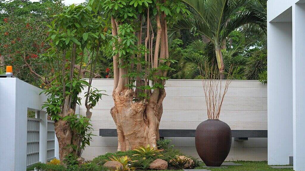 Pohon