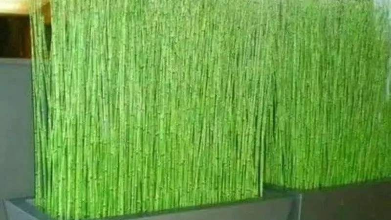 Bambu Air 2