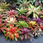 7 Jenis Bromelia yang Membuat Taman Lebih Berwarna Thumbnail