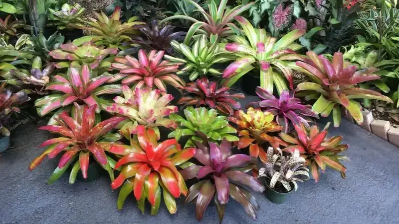7 Jenis Bromelia yang Membuat Taman Lebih Berwarna Banner