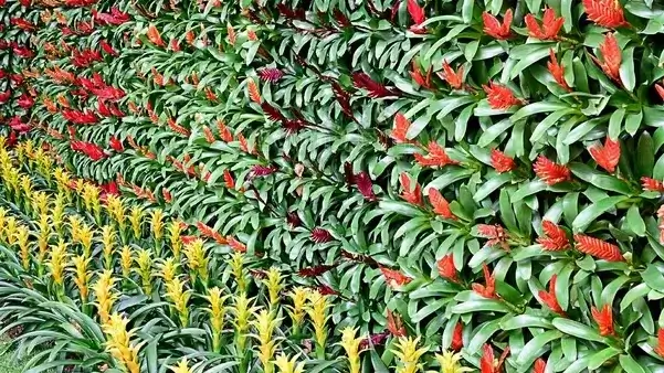 Vertical Garden