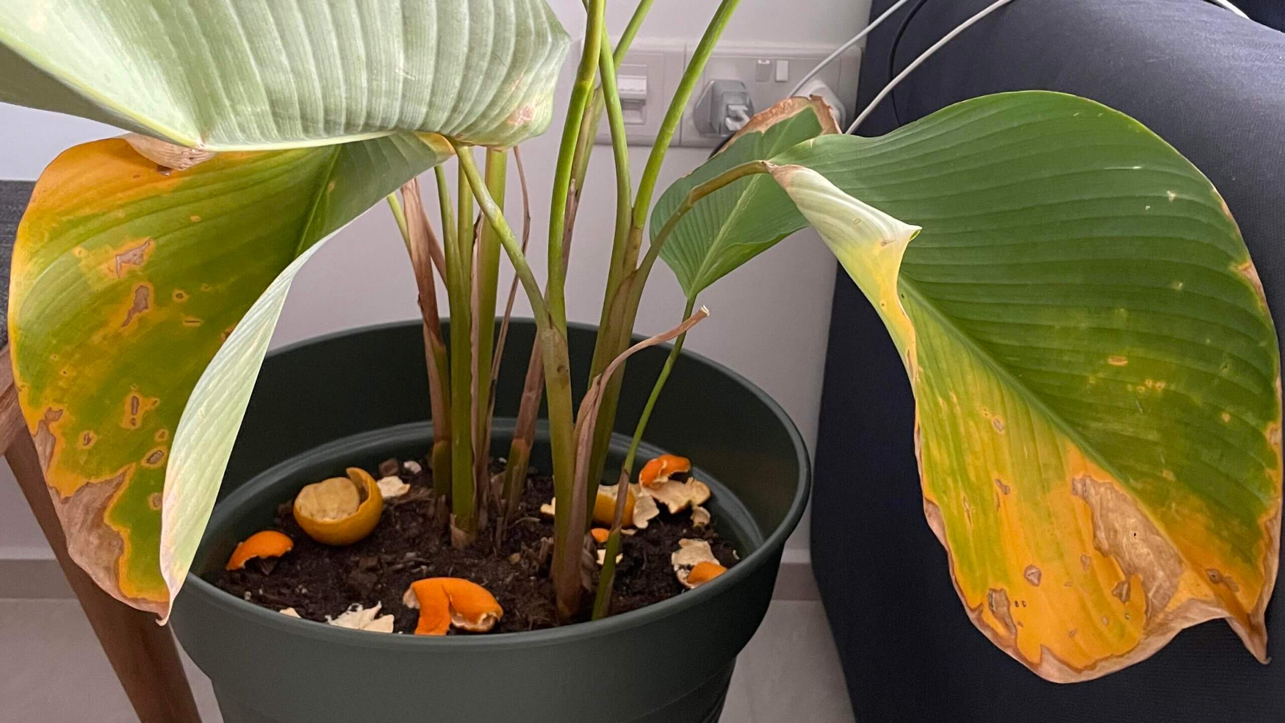 Calathea Layu 2