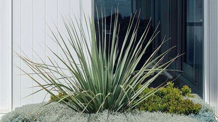 Desain Dry Garden 3