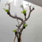 Taman Minimalis Outdoor Tahan Panas: Rekomendasi Tanaman Terbaik Thumbnail