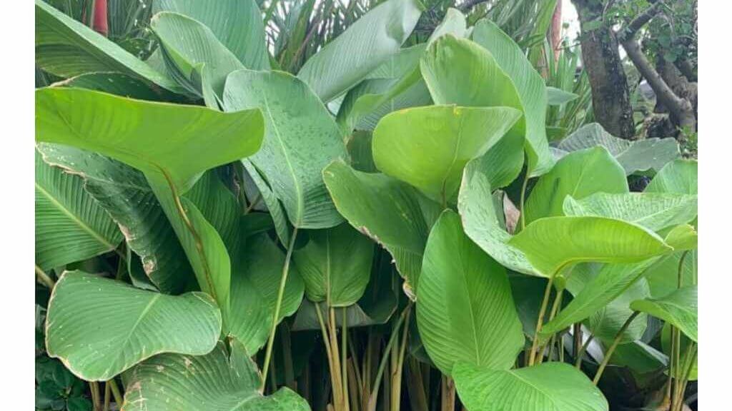 Calathea Layu 3