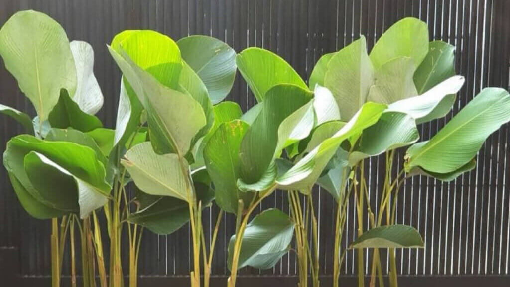Calathea Layu