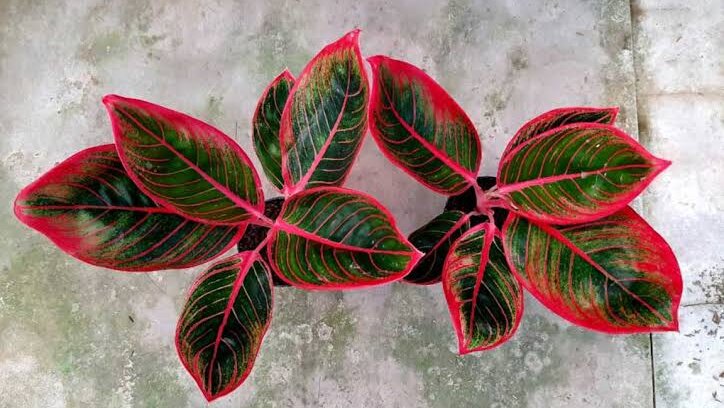 Sedang Tren! Ini 7 Tanaman Hias Daun Cantik untuk Estetika Rumah Minimalis Banner