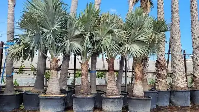 Dry Garden 2