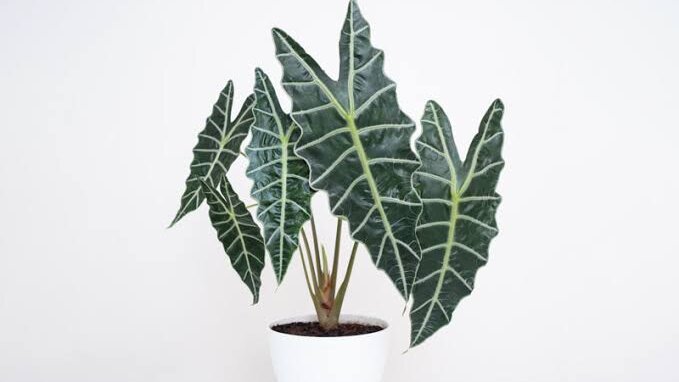 Tanaman Hias Daun 2
