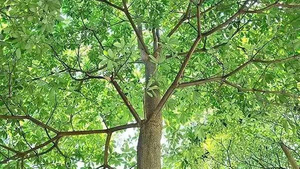 Pohon 