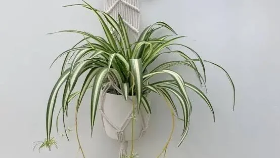 Vertical Garden 1