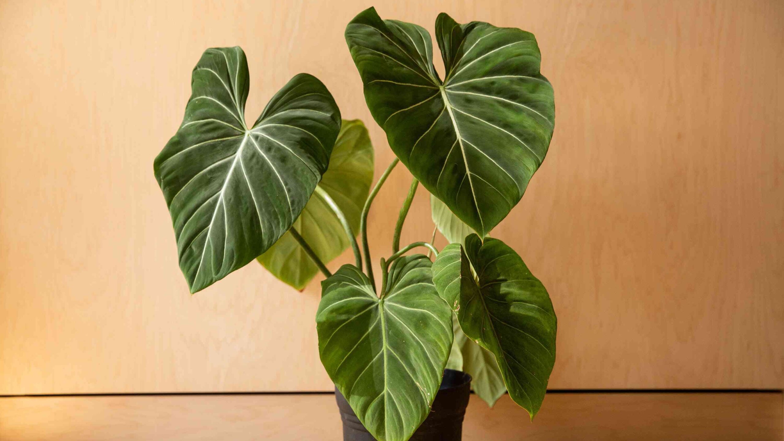 Philodendron Gloriosum 4
