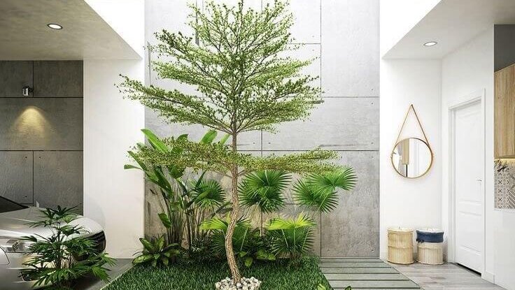 6 Tanda Pohon yang Dipilih Sudah Sesuai dengan Ukuran Rumah Banner