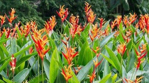 Tanaman hias daun lebar 3