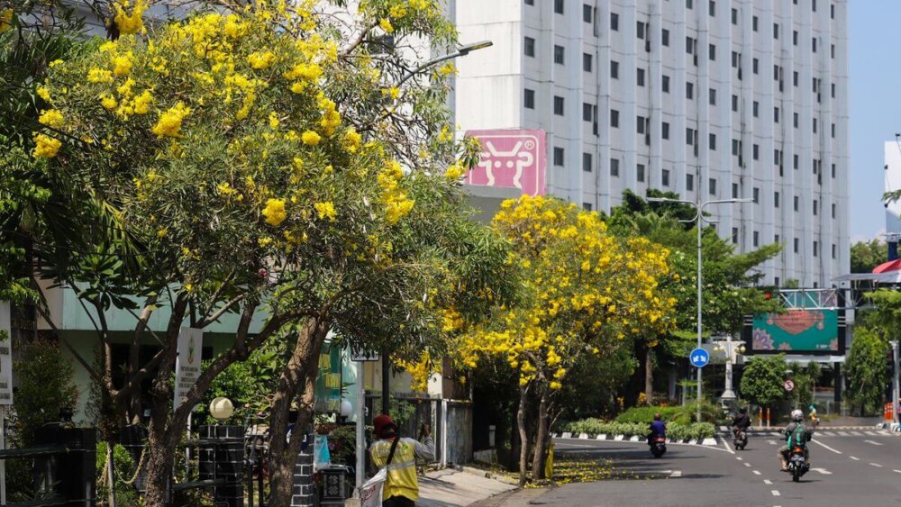7 Tanaman Terbaik yang Cocok untuk Lingkungan Perkotaan Banner