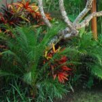 7 Tanaman Terbaik yang Menjadi Andalan Desain Taman Tropis Thumbnail