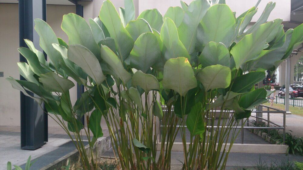 Calathea Lutea 3
