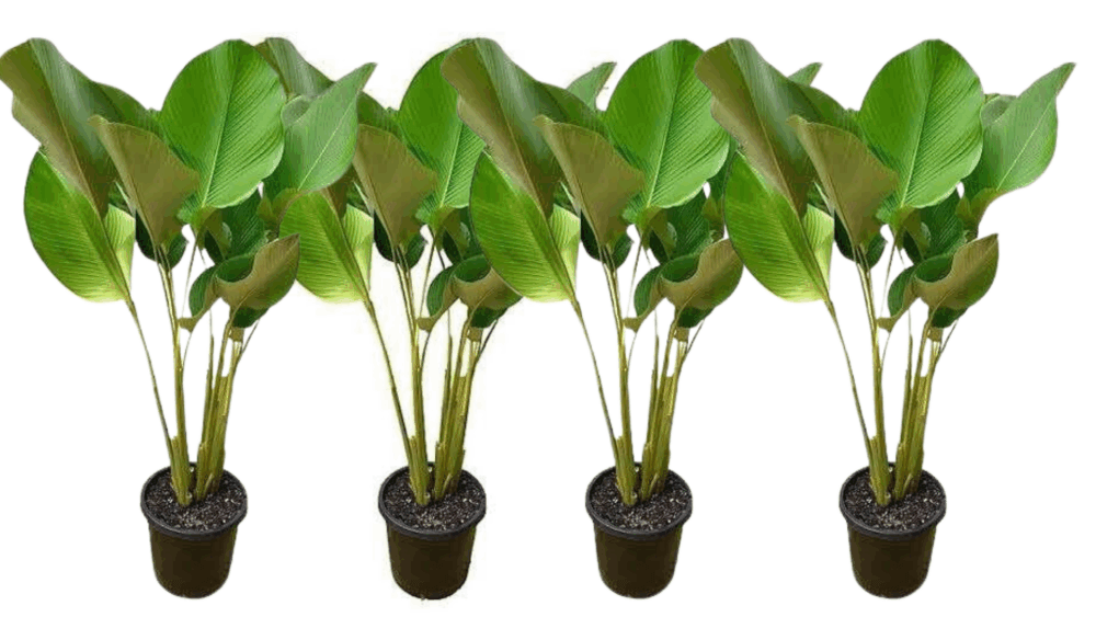 Calathea Lutea 2