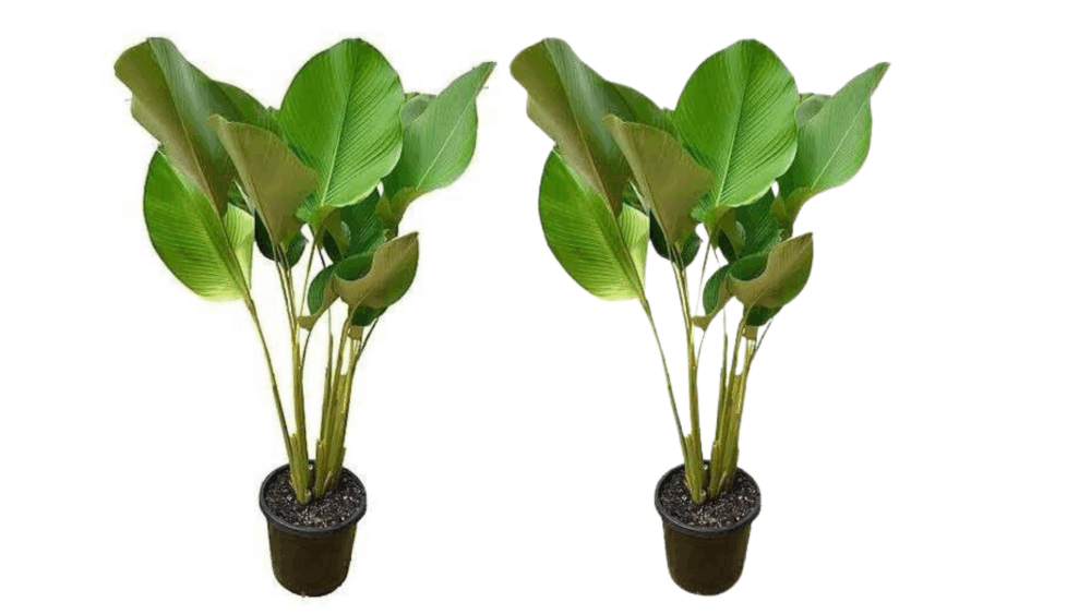 Panduan Lengkap Merawat Calathea Lutea di Fasad Rumah Agar Daun Tidak Hangus Menguning Banner