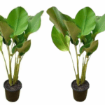 Panduan Lengkap Merawat Calathea Lutea di Fasad Rumah Agar Daun Tidak Hangus Menguning Thumbnail