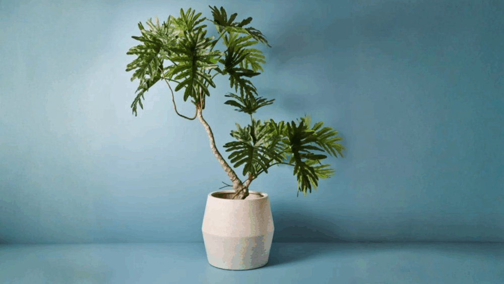 Merawat Philodendron 2