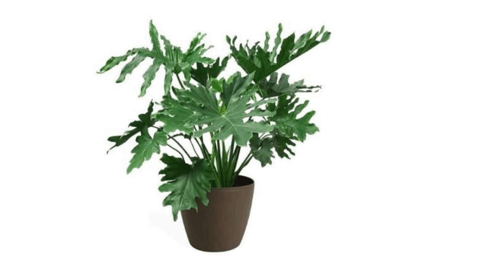 Merawat Philodendron 3