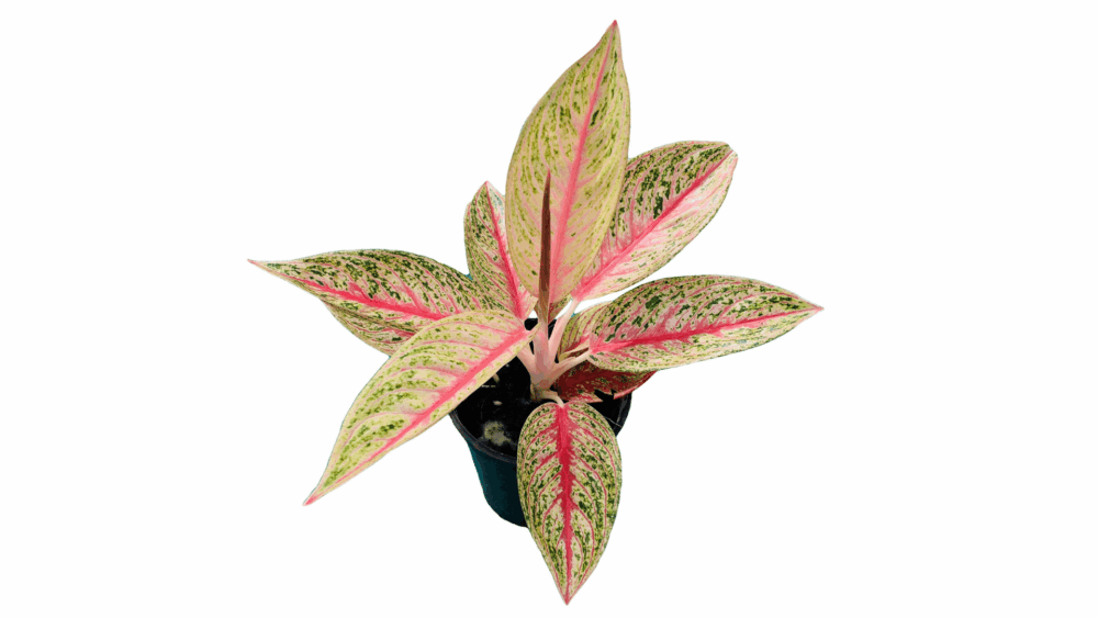 Jenis Aglaonema 3