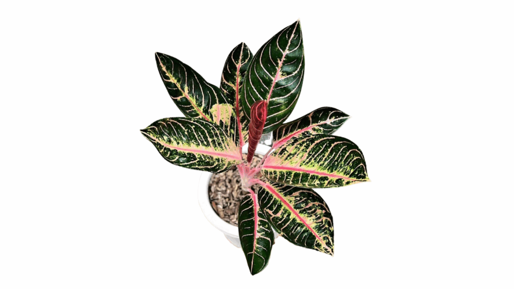 Jenis Aglaonema 2