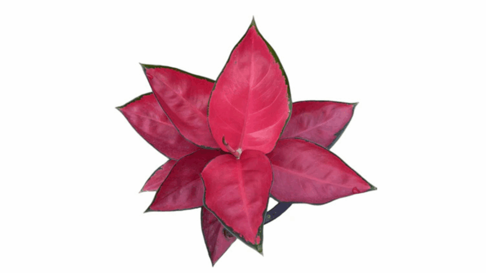 Jenis Aglaonema 1