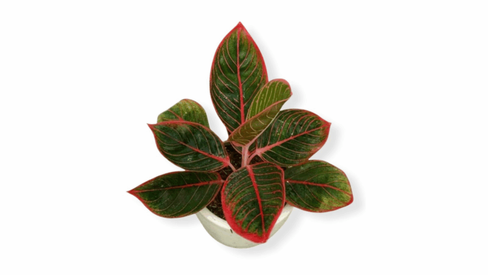 5 Jenis Aglaonema Paling Populer yang Wajib Dikoleksi Banner