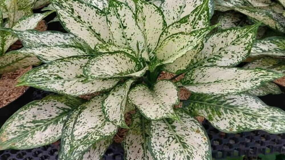 Aglaonema 5
