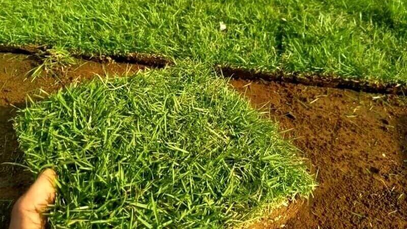 Rumput sintetis vs asli 2