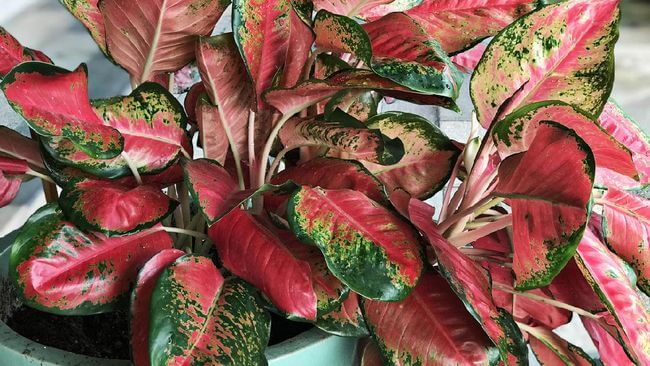 Aglaonema 1