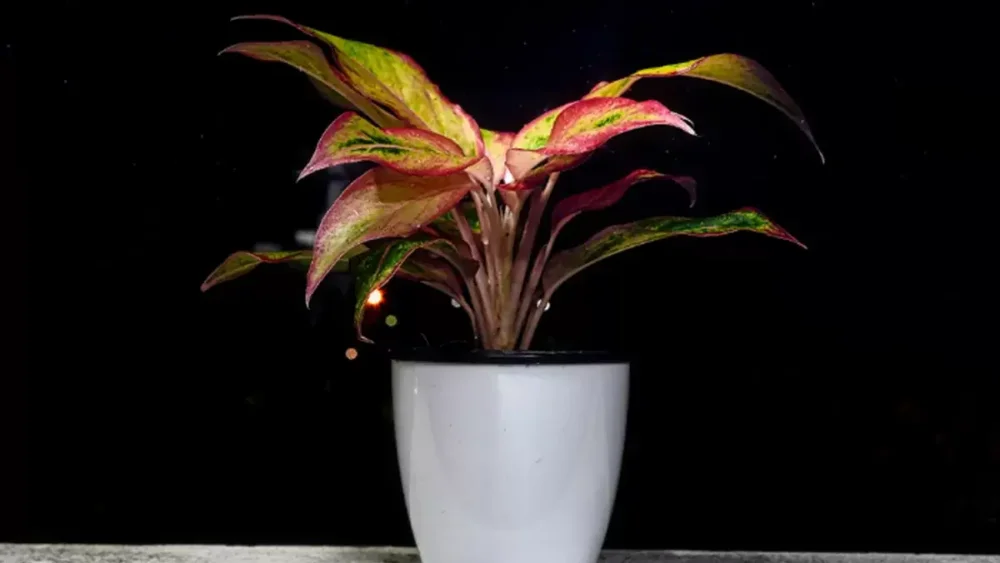 Panduan Lengkap Perawatan Aglaonema untuk Pemula: Dijamin Tumbuh Rimbun! Banner