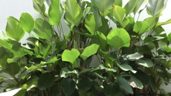 Calathea Lutea 1