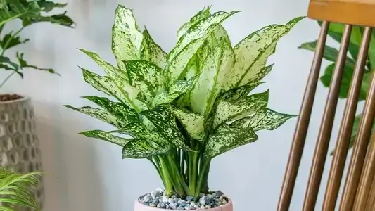 Aglaonema 4