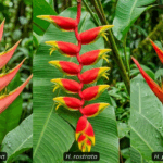 Panduan Menata Heliconia untuk Area Panas Ekstrem Rumah Thumbnail