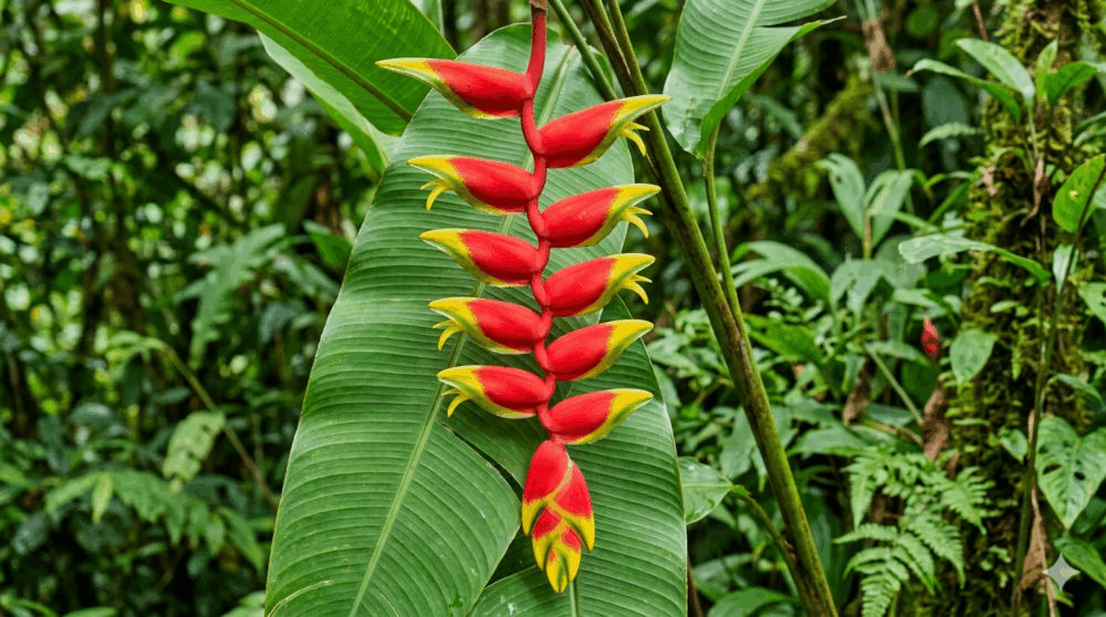 Heliconia untuk area panas 3