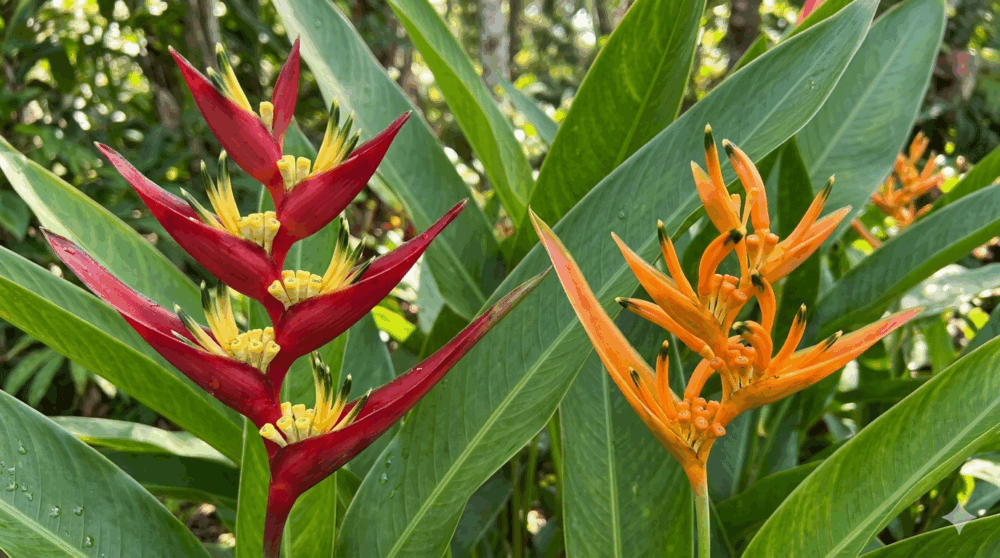 Heliconia untuk area panas 2