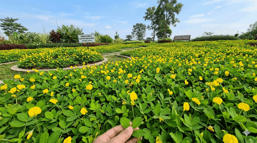 Tanaman groundcover 1