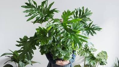 Merawat Philodendron 1